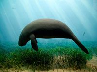 Manatee Animals Town Images, Photos, Reviews