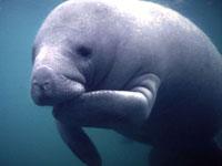 Manatee image