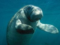 Manatee image