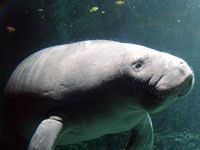 Manatee