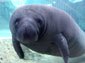 manatee