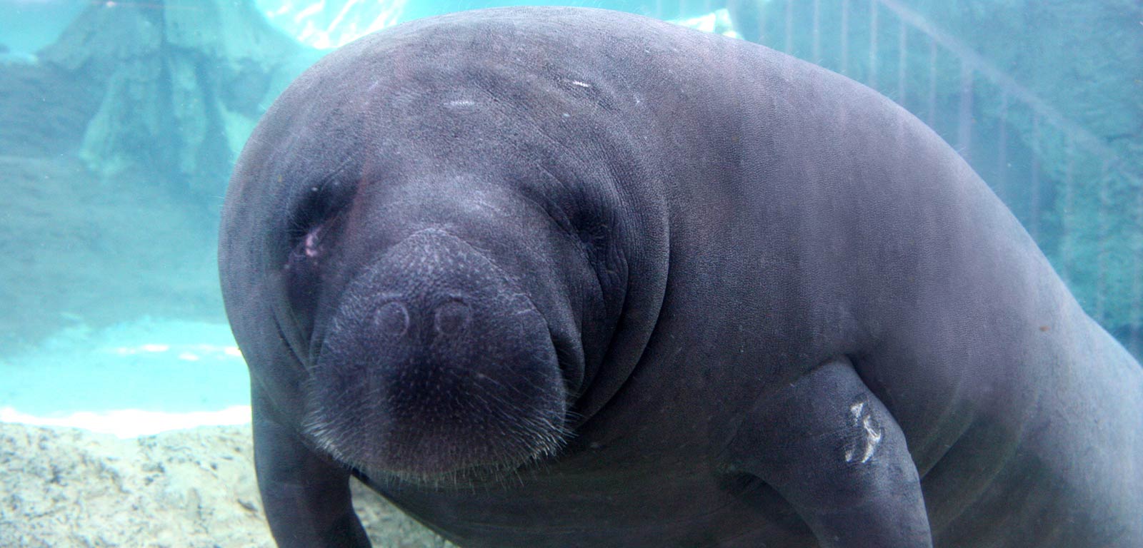 free Manatee wallpaper wallpapers download