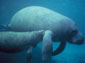 free manatee wallpaper