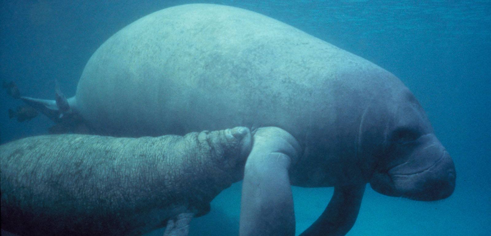 free Manatee wallpaper wallpapers download