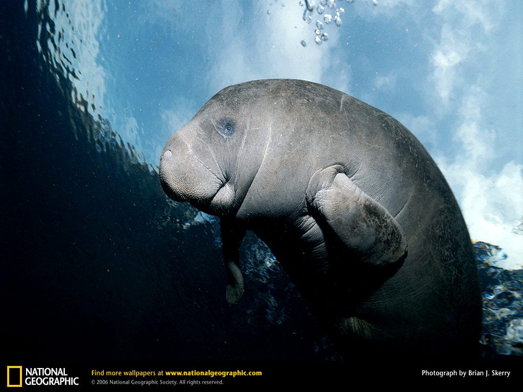 free Manatee wallpaper wallpapers and background