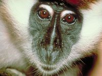 Mangabey image