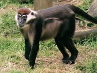 Mangabey