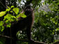 Mangabey wallpaper