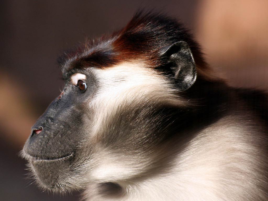 free Mangabey wallpaper wallpapers download