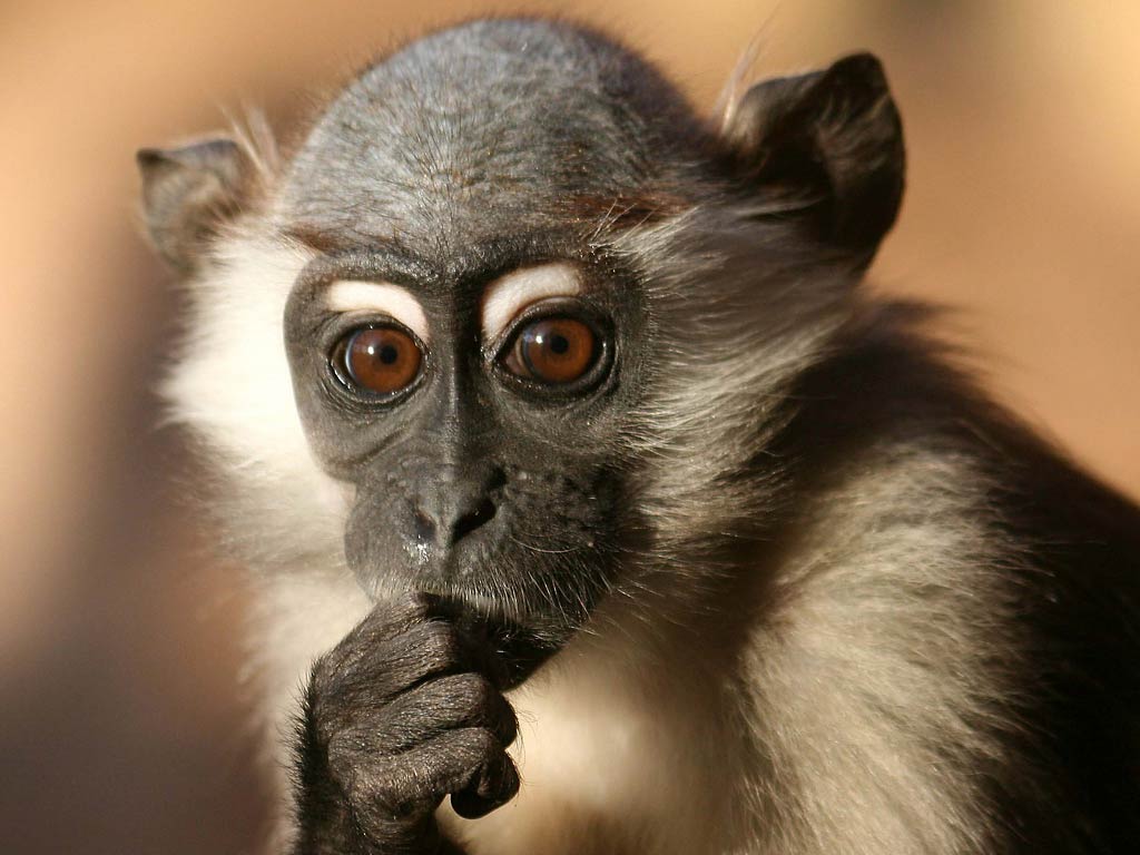 free Mangabey wallpaper wallpapers download