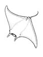 Manta Ray coloring page