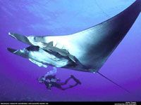 Manta Ray image