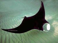 Manta Ray picture