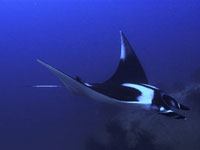 Manta Ray photo