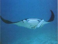 Manta Ray picture