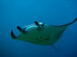 free manta ray wallpaper