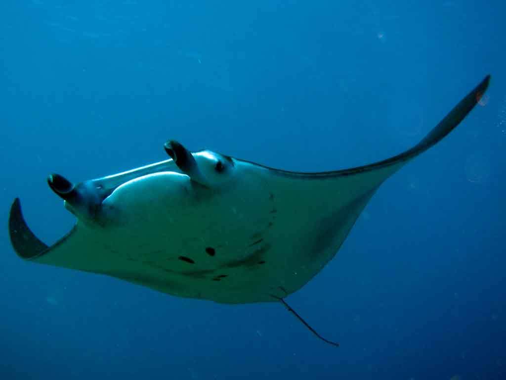 free Manta Ray wallpaper wallpapers download