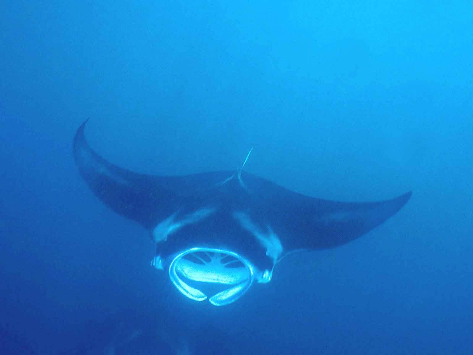 free Manta Ray desktop wallpaper wallpapers Desktop and Mobile