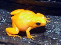 Mantella Frog image