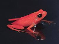 Mantella Frog picture