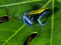 Mantella Frog image