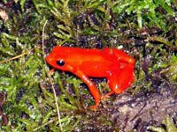 Mantella Frog image