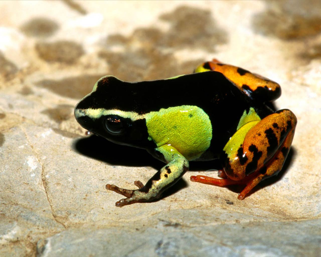 free Mantella Frog wallpaper wallpapers download