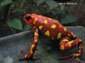 mantella frog wallpaper