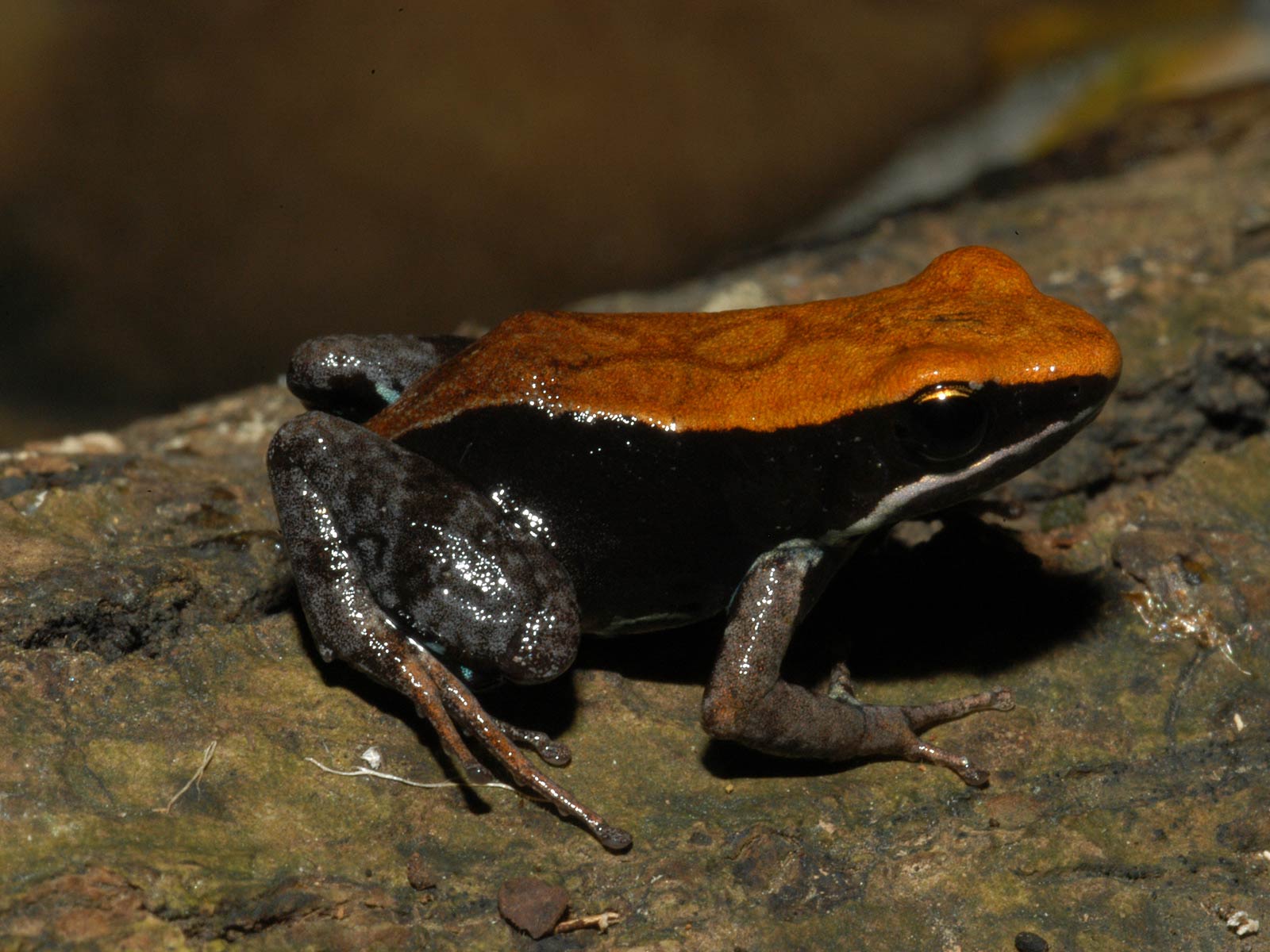 free Mantella Frog wallpaper wallpapers download