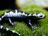 Marbled Salamander image