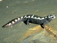 Marbled Salamander 