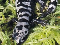 Marbled Salamander 