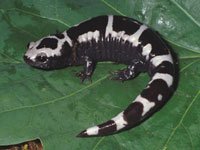 Marbled Salamander 