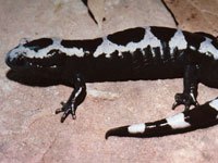 Marbled Salamander 