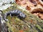 Marbled Salamander wallpaper