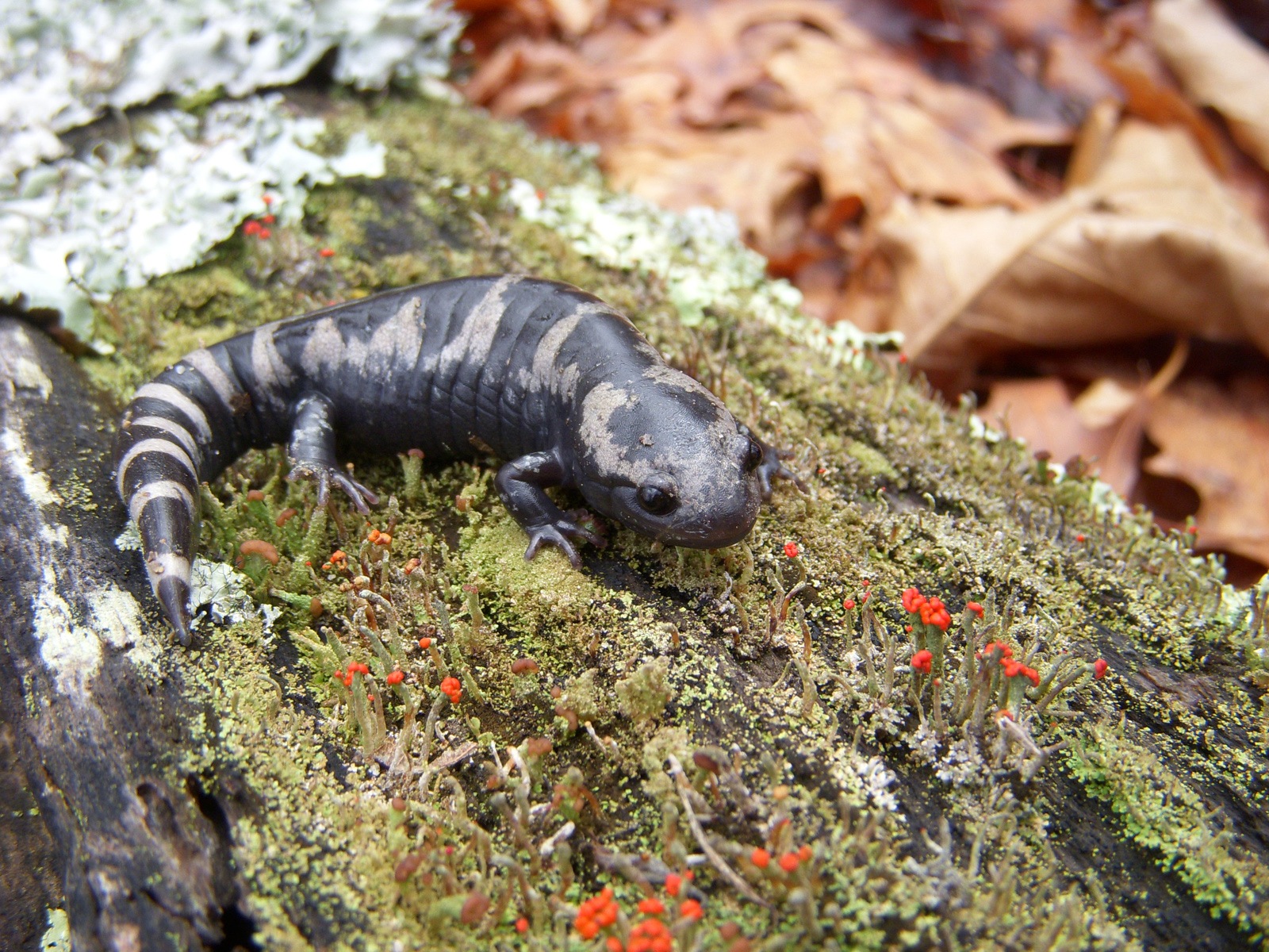 free Marbled Salamander wallpaper wallpapers download