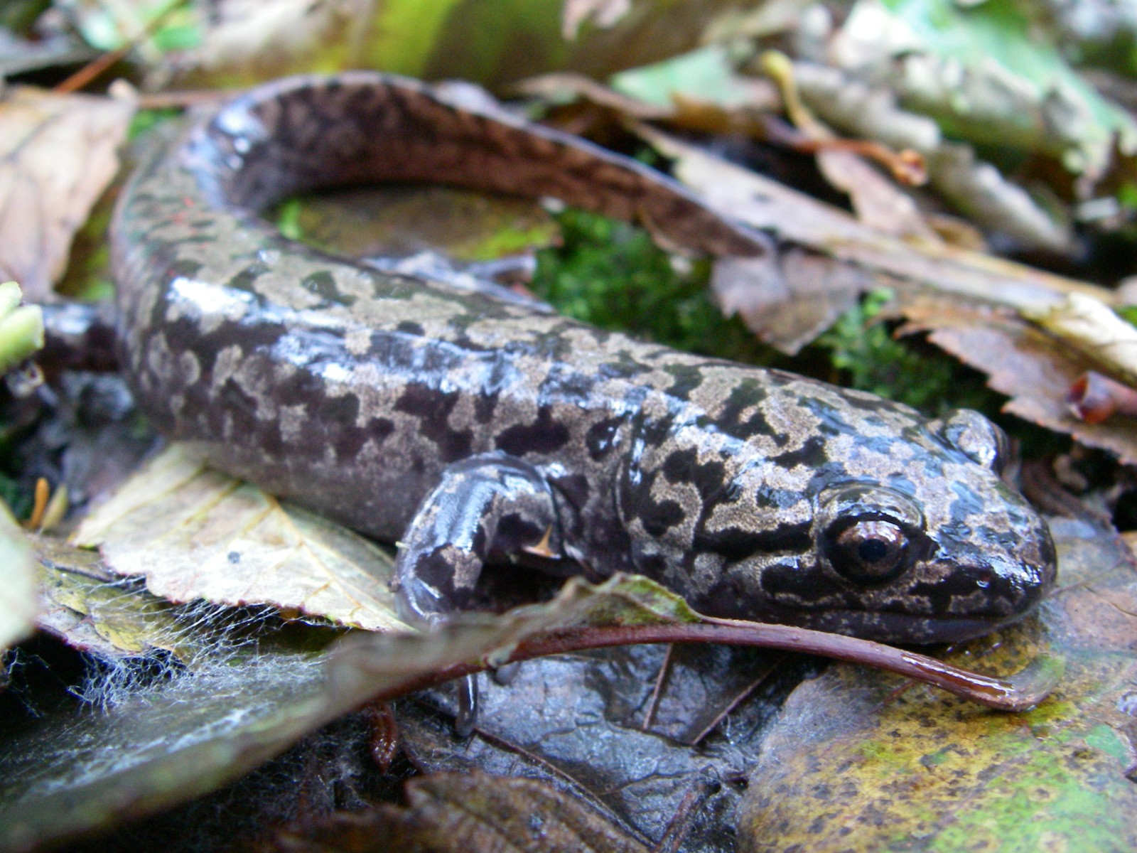 free Marbled Salamander wallpaper wallpapers download