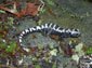 free marbled salamander wallpaper