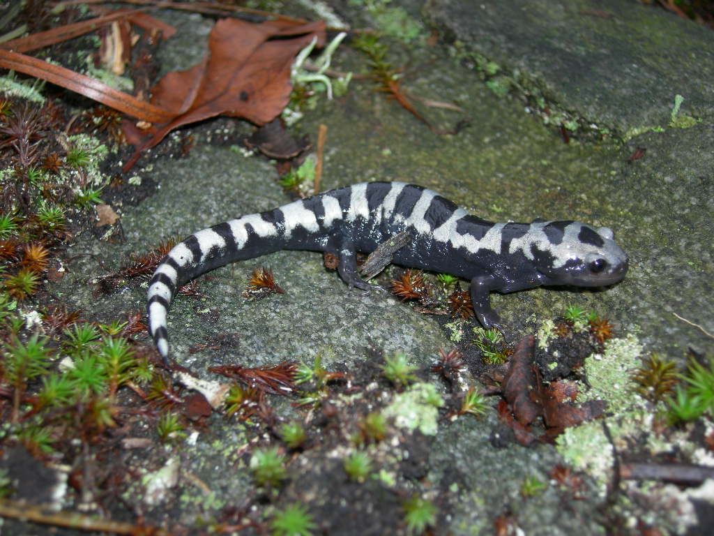 free Marbled Salamander wallpaper wallpapers download