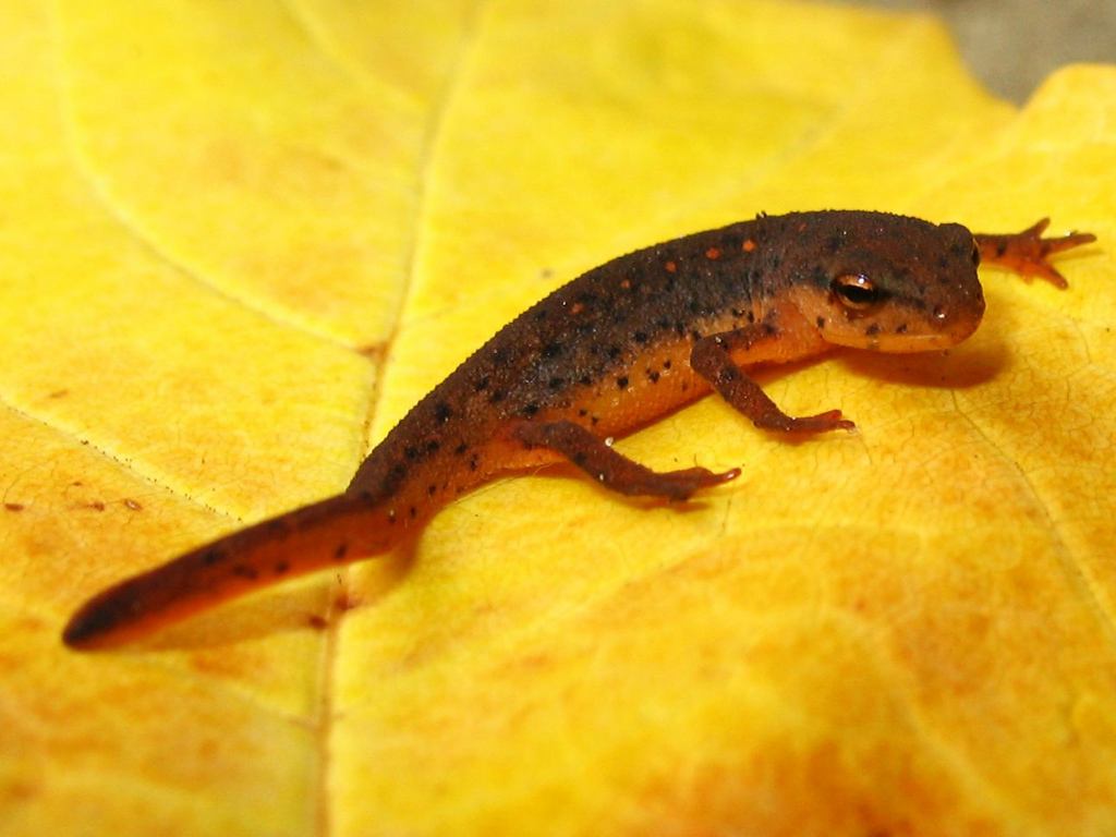 free Marbled Salamander wallpaper wallpapers and background