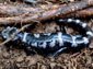 Marbled Salamander wallpaper