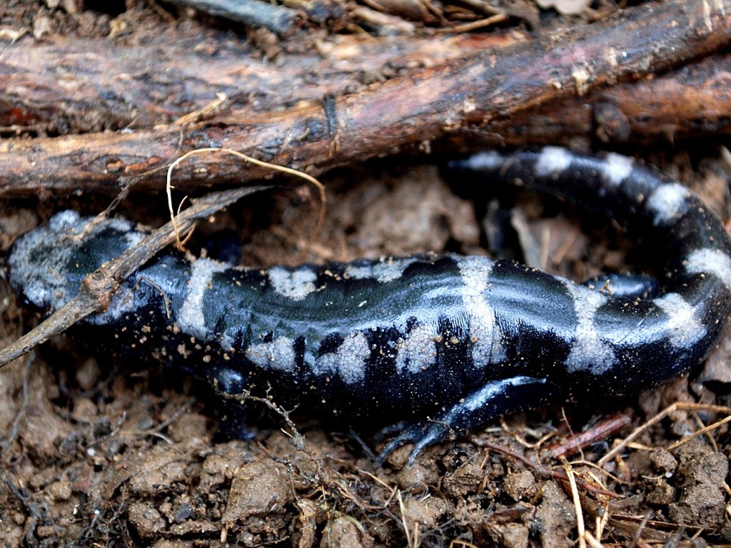 free Marbled Salamander wallpaper wallpapers download