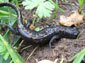 Marbled Salamander wallpaper