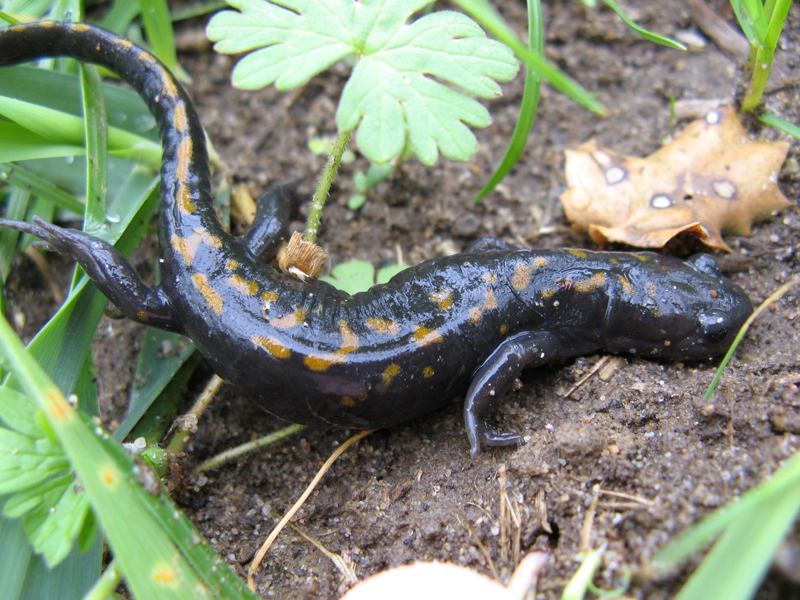 free Marbled Salamander desktop wallpaper wallpapers Desktop and Mobile