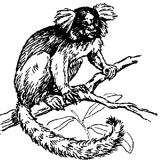 free Marmoset coloring page
