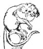 Marmoset coloring page