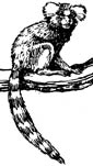 Marmoset coloring page