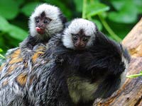 Two Marmosets