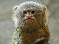 Marmoset image