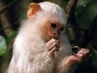 Marmoset picture